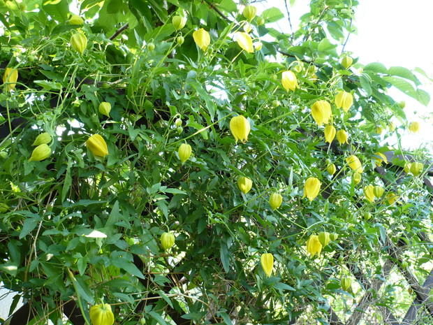 clematis "aureolin"kwitnie w maju setkami małych dzwoneczków