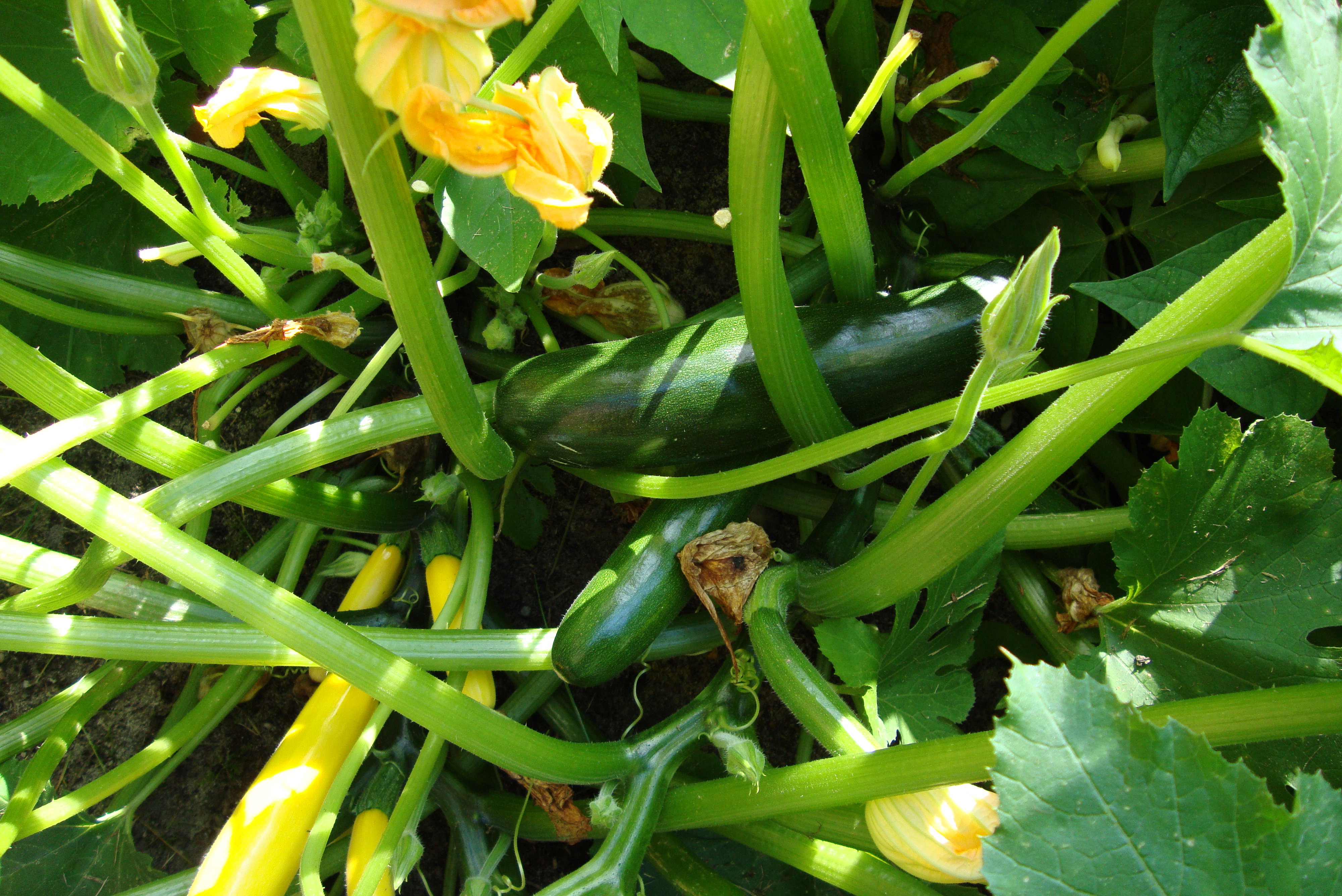 Cukinię i kabaczka traktuje się jak odrębne gatunki, ale oba są odmianami dyni zwyczajnej.