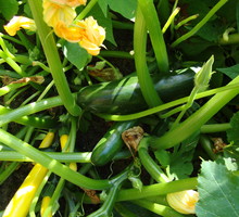 Cukinię i kabaczka traktuje się jak odrębne gatunki, ale oba są odmianami dyni zwyczajnej.