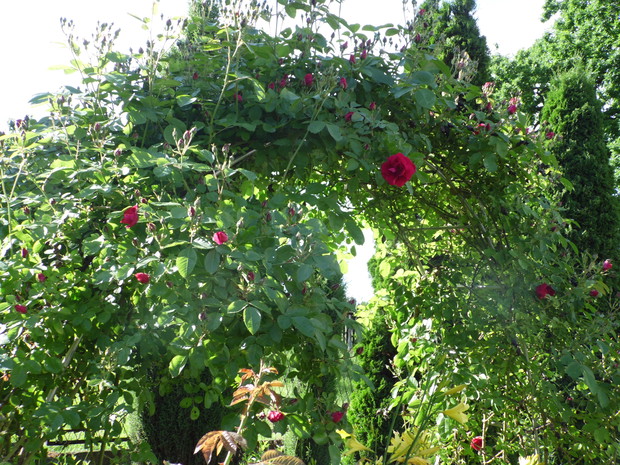 Czerwona róża pnąca