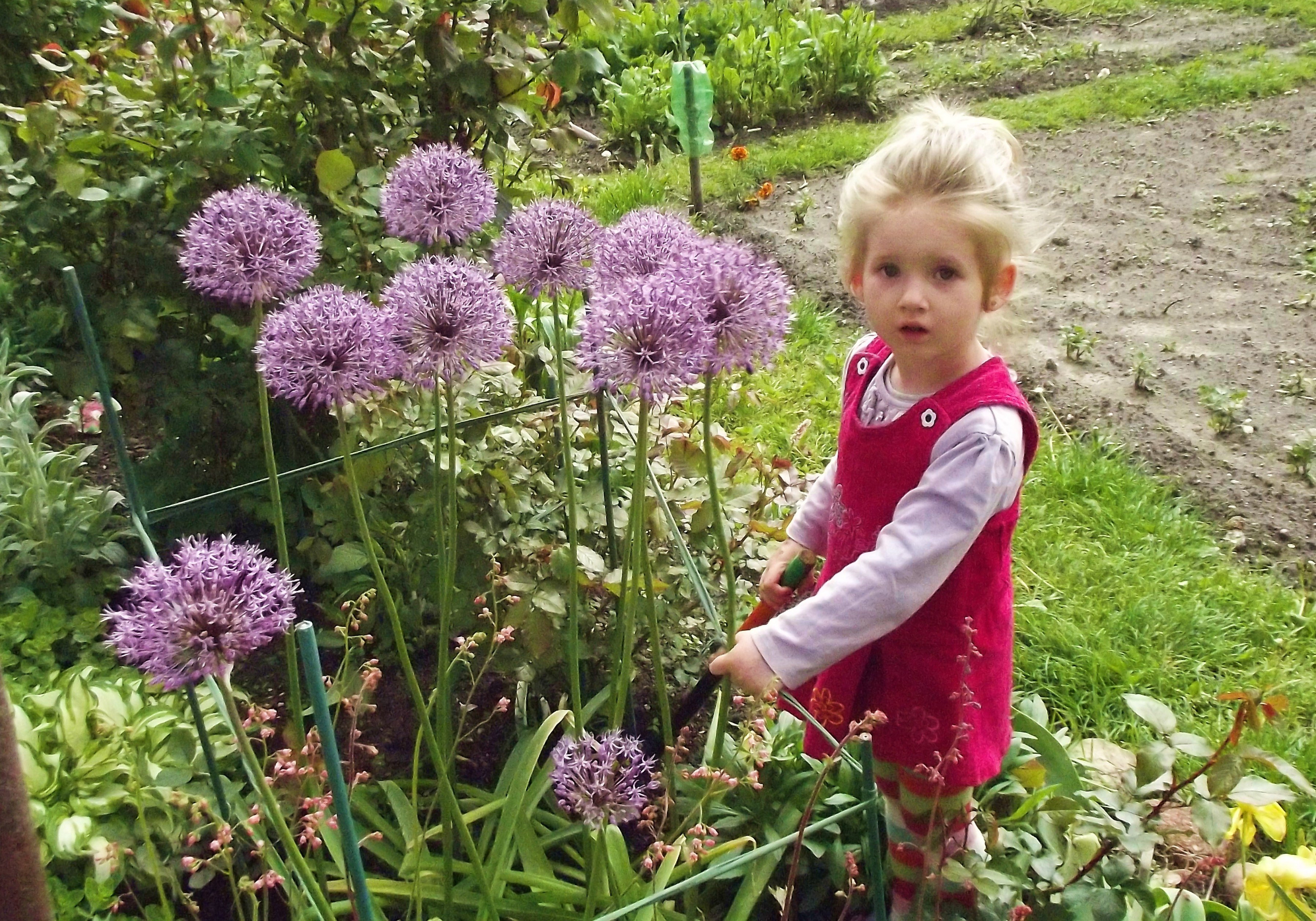 Czosnki ozdobne urosły z moją prawnuczką Kasią :)