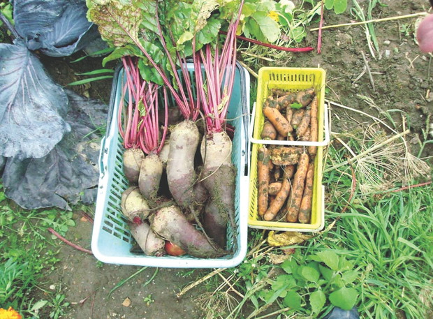 Do tej pory jedynym moim buraczanym kłopotem były nornice. Odkąd jednak zamieszkały u mnie dwa koty, problem rozwiązał się sam.