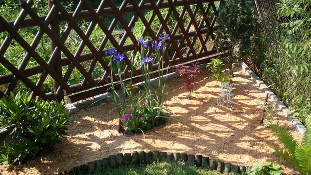 Dwa klony palmowe (łac. Acer palmatum ),   dalej po środku malutki krzaczek to starzec srebrzysty (łac. Senecio cineriaria)  oraz kiścień wawrzynowy (łac.Leuco fontanesian) 