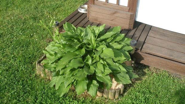 Funkia ogrodowe (łac, Hosta) o zielonych liściach