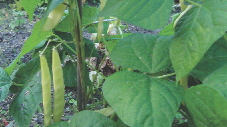 Glebę pod uprawę fasolki zasilam nawozami naturalnymi.