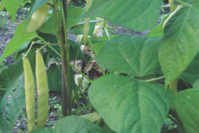 Glebę pod uprawę fasolki zasilam nawozami naturalnymi.