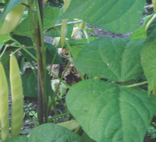 Glebę pod uprawę fasolki zasilam nawozami naturalnymi.