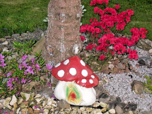 grzybek na wrzosowisku