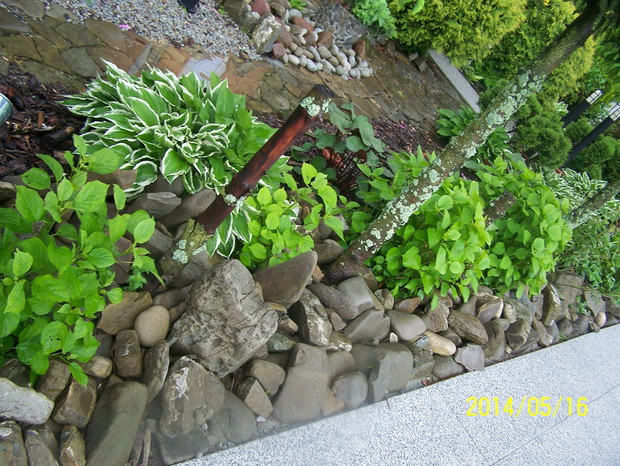 Hortensje i inne roslinki