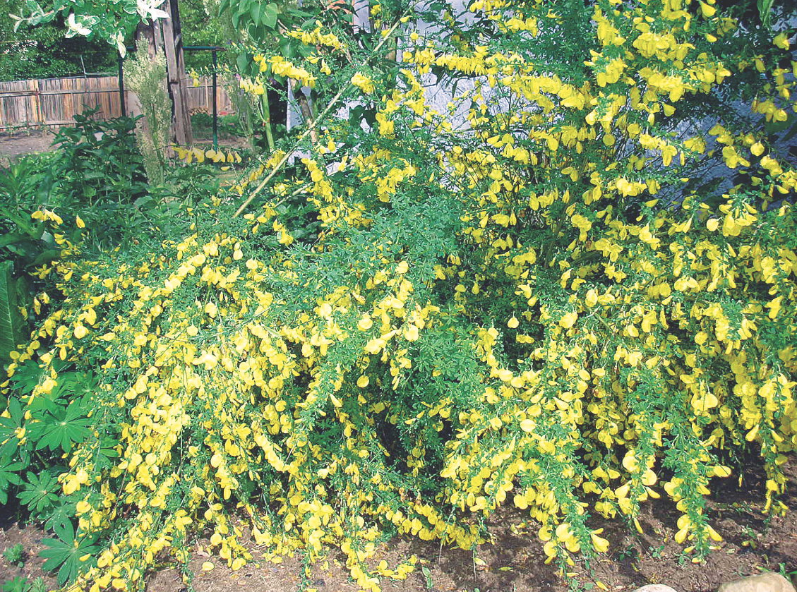 Inna nazwa tego pięknego krzewu to szczodrzeniec. Roślina sprawdza się przy umacnianiu wydm, skarp i wszelkich nasypów.