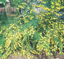 Inna nazwa tego pięknego krzewu to szczodrzeniec. Roślina sprawdza się przy umacnianiu wydm, skarp i wszelkich nasypów.