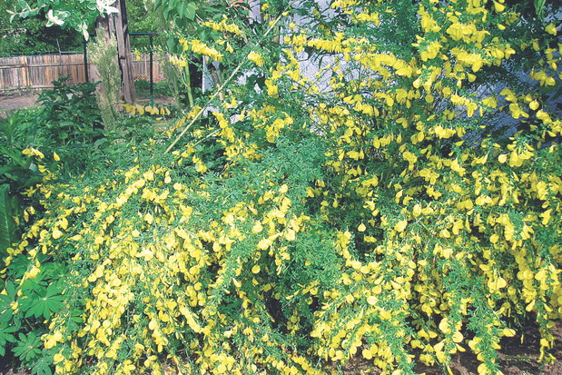 Inna nazwa tego pięknego krzewu to szczodrzeniec. Roślina sprawdza się przy umacnianiu wydm, skarp i wszelkich nasypów.