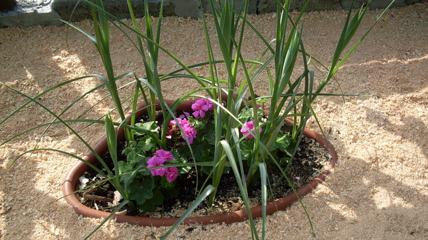  Irysy to Kosaciec bróbkowy (łac.Irys barbata)  dzielą jedną donicę z pelargoniami (łac. Pelargonium zonale)