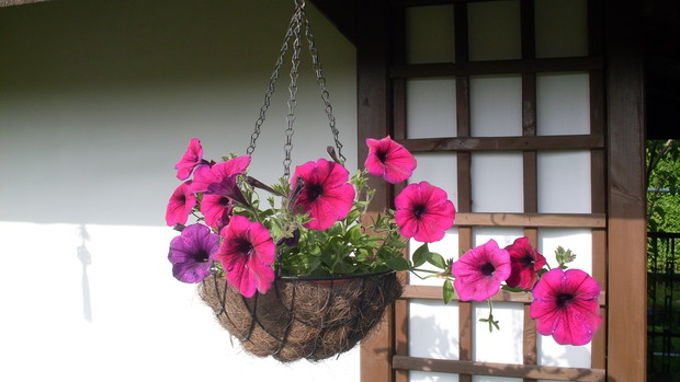 Jedna z czterech podwieszanych na łańcuchach donic z petuniami