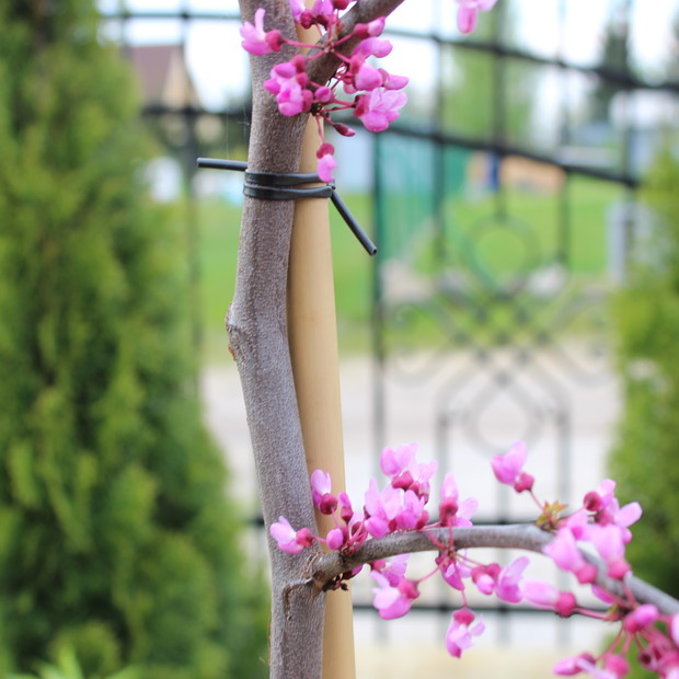 judaszowiec i jego kwiaty