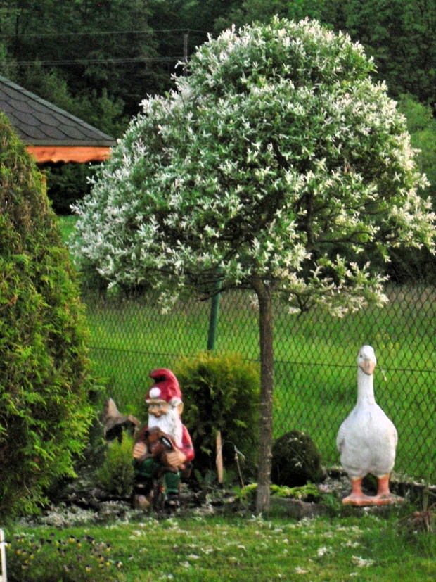 Kaczka pod parasolem