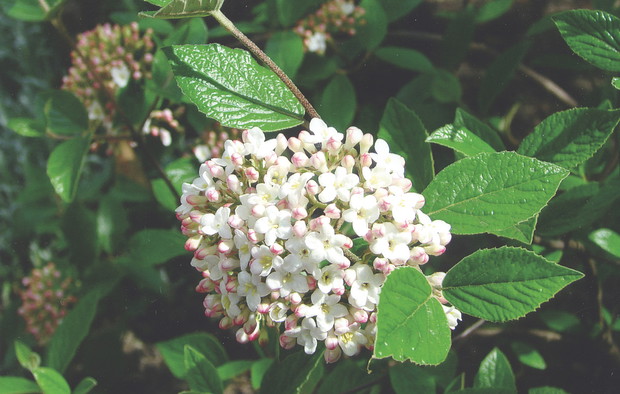 Kalina Burkwooda jest łatwa w uprawie, a przy tym bardzo efektowna. Jej kwiaty mają silny i przyjemny zapach.