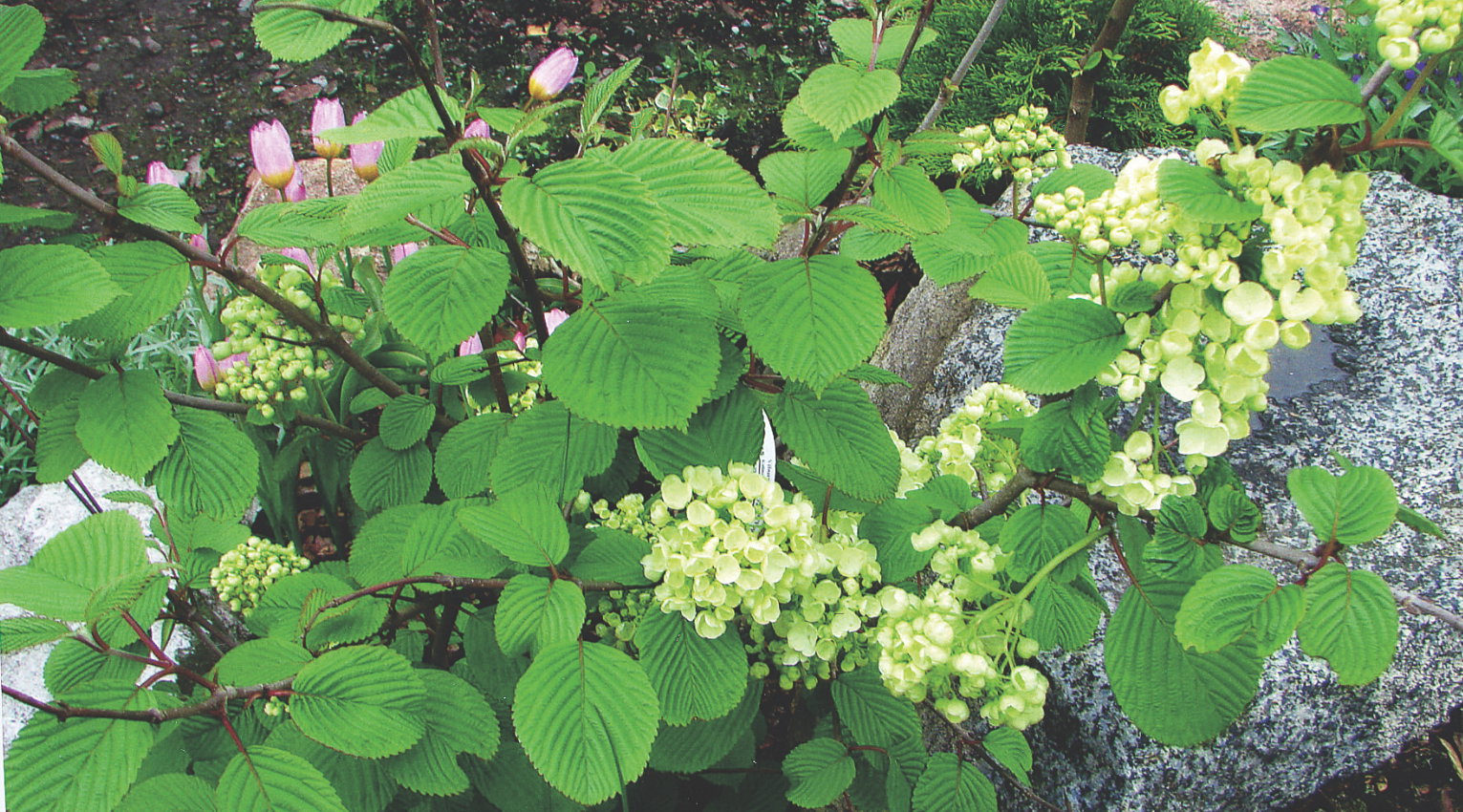 Kalina japońska 'Popcorn' ma mocno unerwione liście, które jesienią przebarwiają się na fioletowo.
