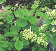 Kalina japońska 'Popcorn' ma mocno unerwione liście, które jesienią przebarwiają się na fioletowo.