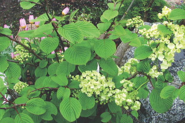 Kalina japońska 'Popcorn' ma mocno unerwione liście, które jesienią przebarwiają się na fioletowo.