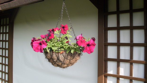 Kolejna donica z kwiatami