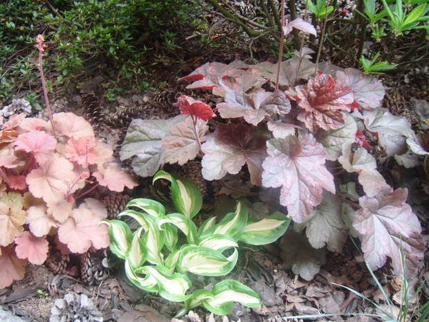Kolorowe żurawki i ozdobne liście funki