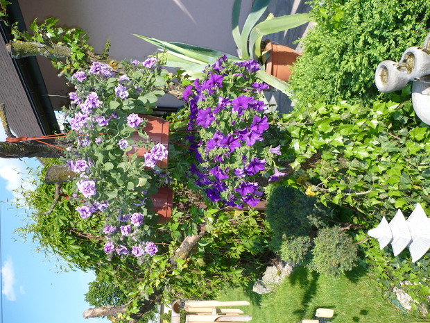 konar starego drzewka owocowego wykorzystuję by zawieszać donice z surfiniami