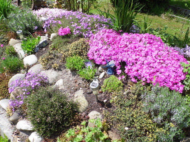 Kwiatki na skalniaku