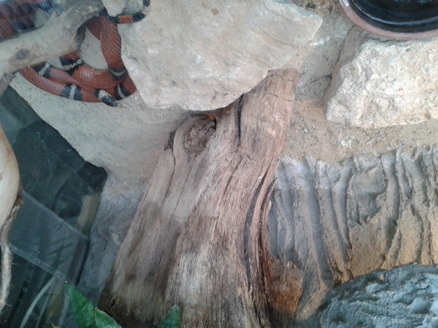 LANCETOGŁÓW 
MLECZNY
