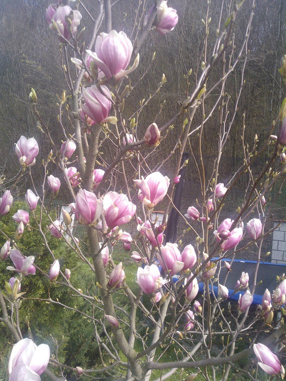 Magnolia biało różowa