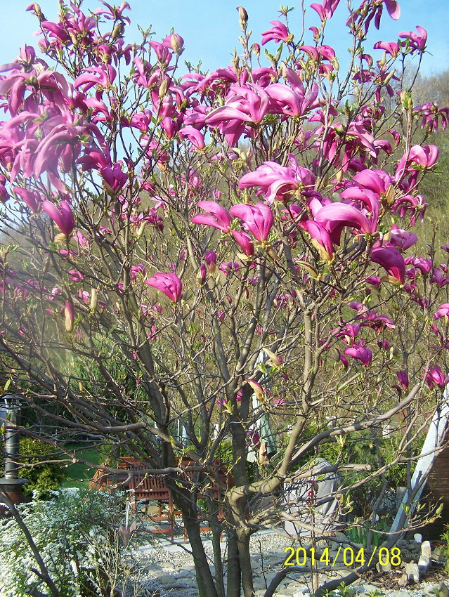 Magnolia różowa