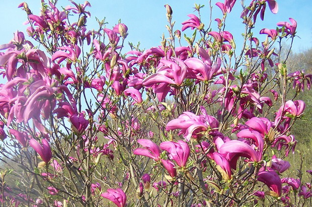 Magnolia różowa