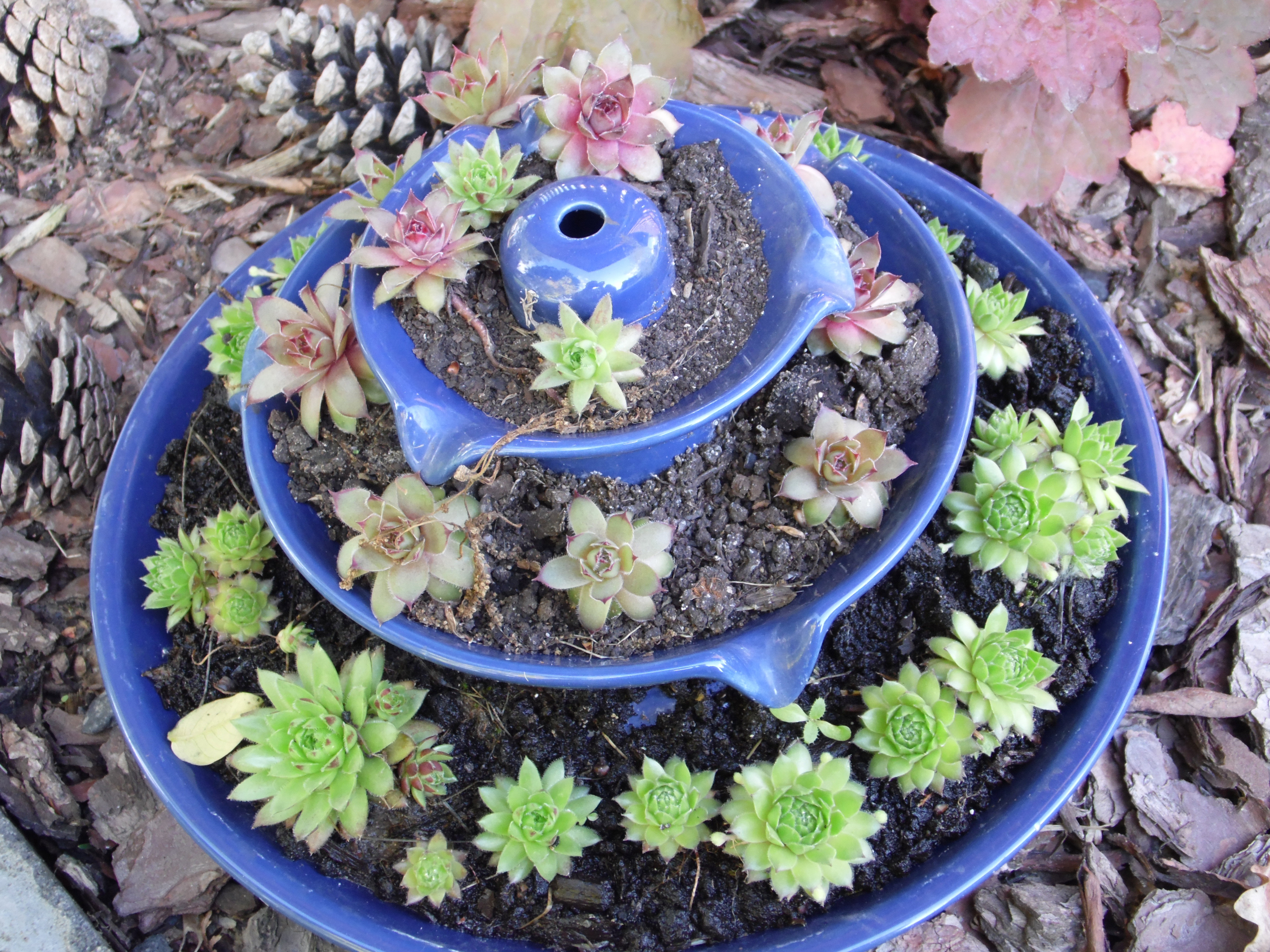 Mini skalniak z rojnikami