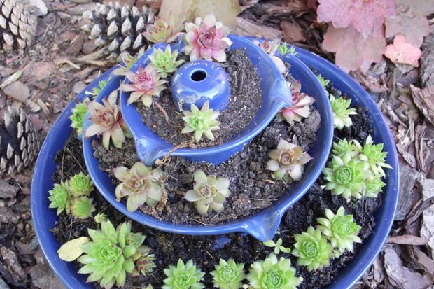 Mini skalniak z rojnikami