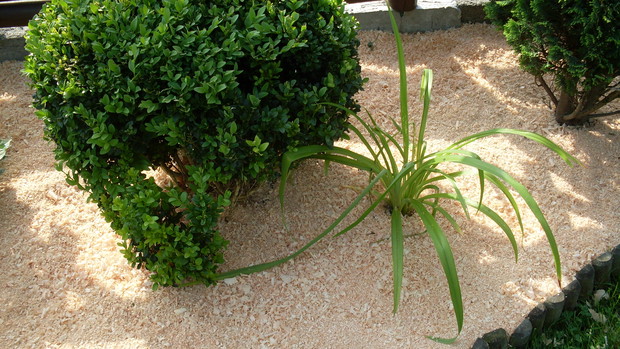 Na prawo od krzewu bukszpanu to  hakonechloa smukła bylina zimująca w gruncie  (łac. hakonschloa macra)