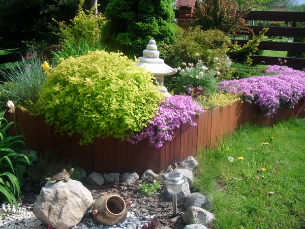 Na skalniaku ładnie prezentuje się floks(płomyk szydlasty)tworząc fioletowy dywan