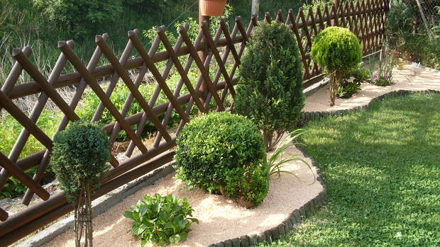 Na wprost ta zielona kula to  bukszpan  (łac.Buxus sempervirens )