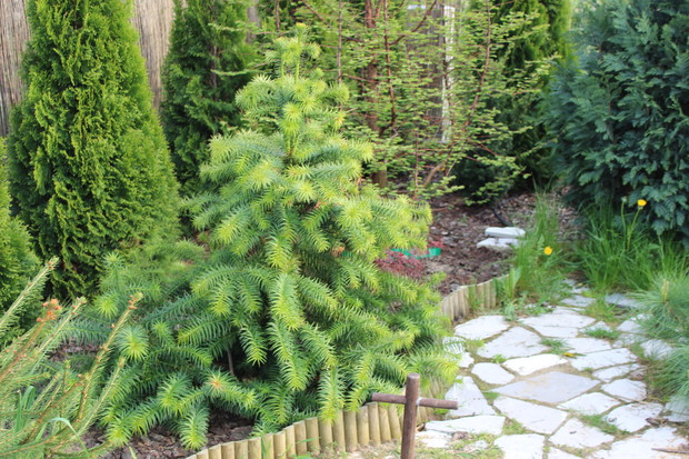 Nasza duma - kuningamia chińska