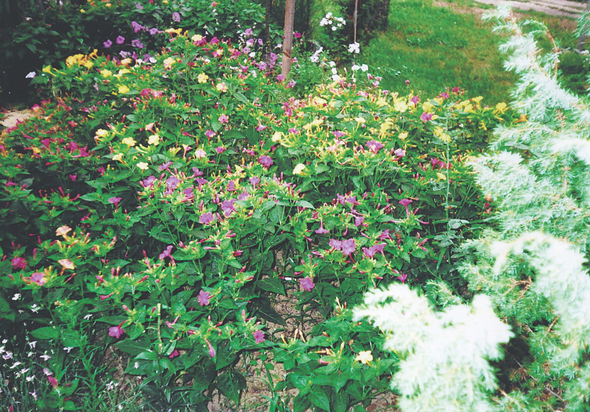 Niemal każdy kwiat wytwarza nasiona. W ubiegłym roku zebrałem ponad 3 kilo ziaren.