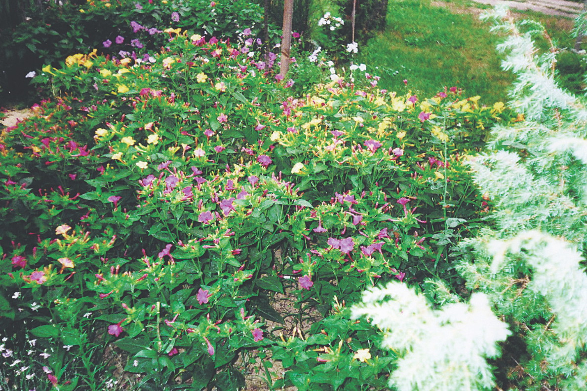 Niemal każdy kwiat wytwarza nasiona. W ubiegłym roku zebrałem ponad 3 kilo ziaren.