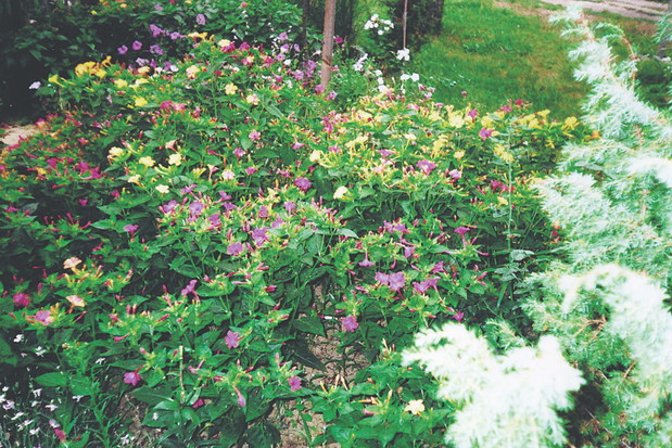 Niemal każdy kwiat wytwarza nasiona. W ubiegłym roku zebrałem ponad 3 kilo ziaren.