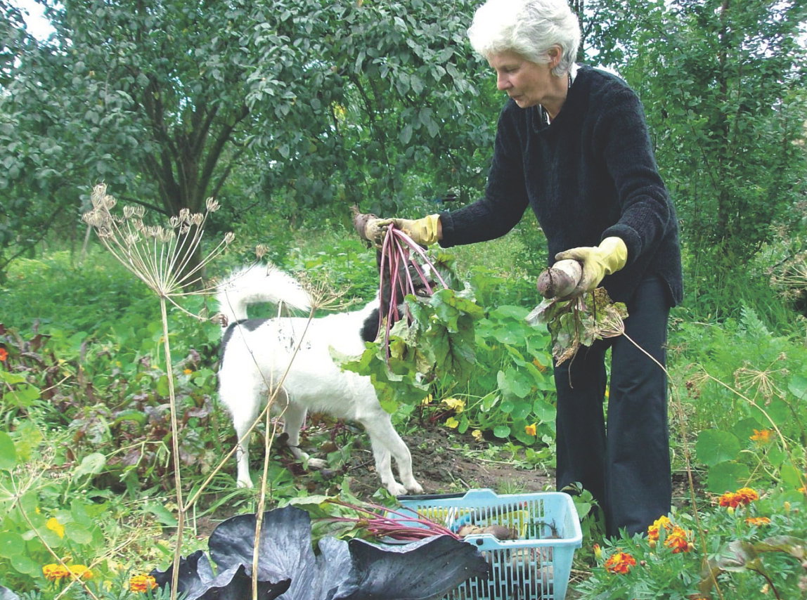 Oczyszczone z wilgotnej ziemi bulwy długo poleżą w chłodnej piwnicy. Warunek jest jeden: ich liści nie obcinamy, tylko ukręcamy. Burak nie straci wówczas zbyt dużo soku.