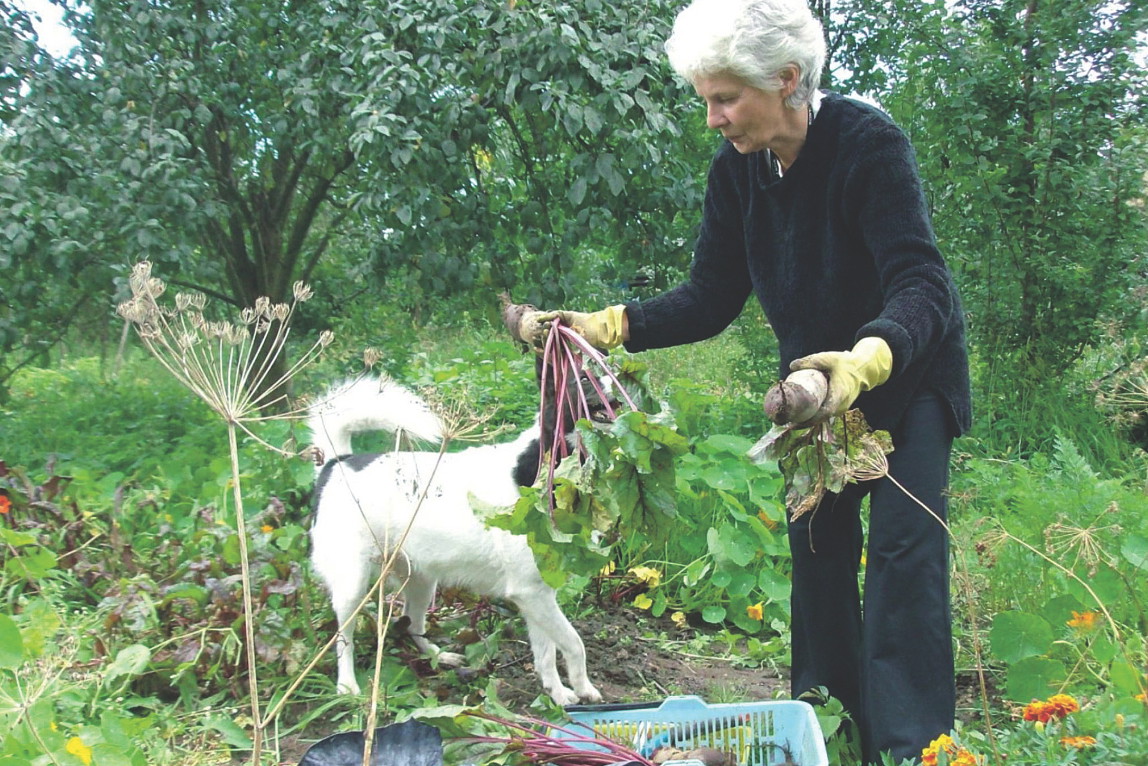 Oczyszczone z wilgotnej ziemi bulwy długo poleżą w chłodnej piwnicy. Warunek jest jeden: ich liści nie obcinamy, tylko ukręcamy. Burak nie straci wówczas zbyt dużo soku.