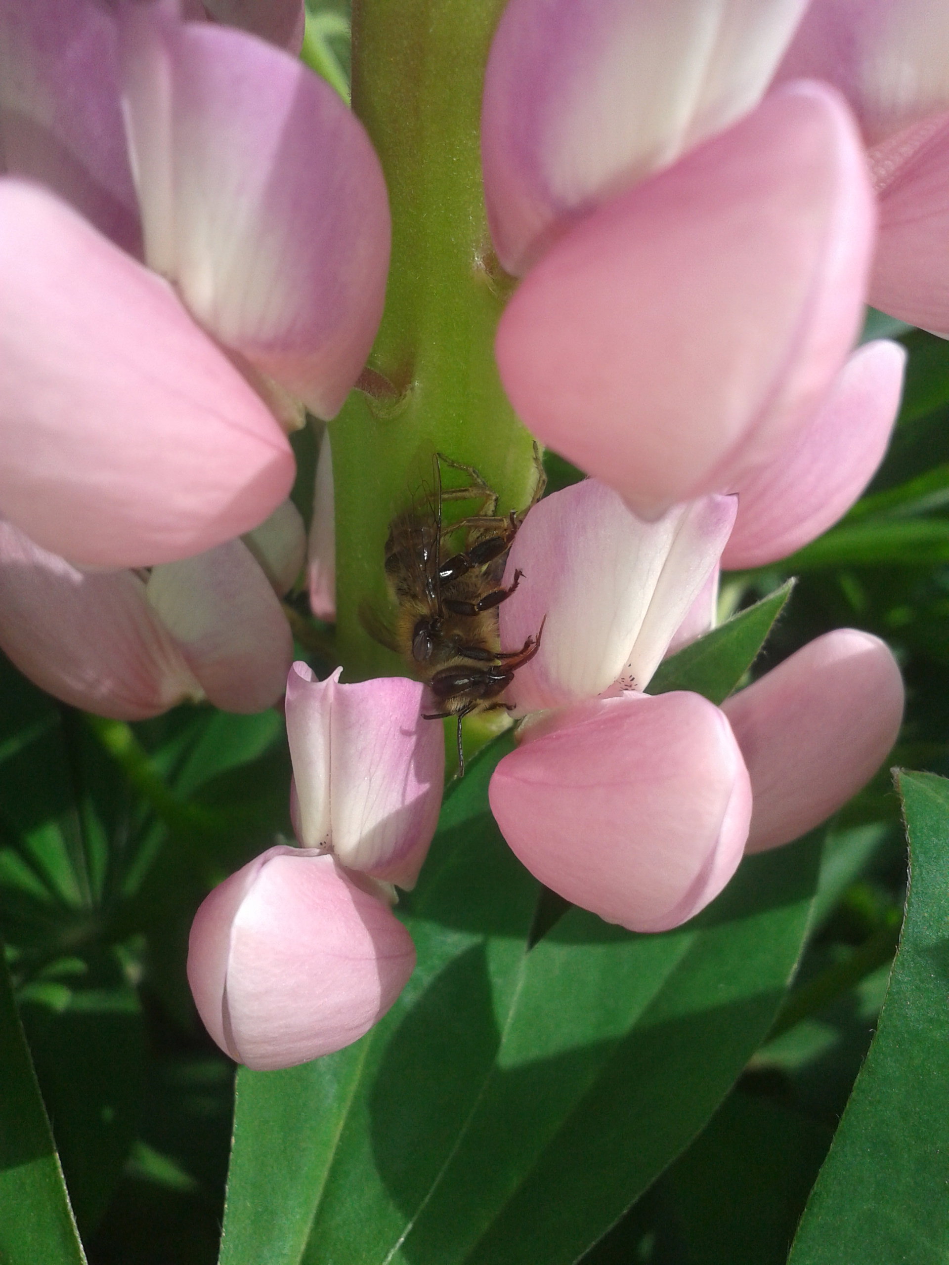 pająk i jego
posiłek pszczoła