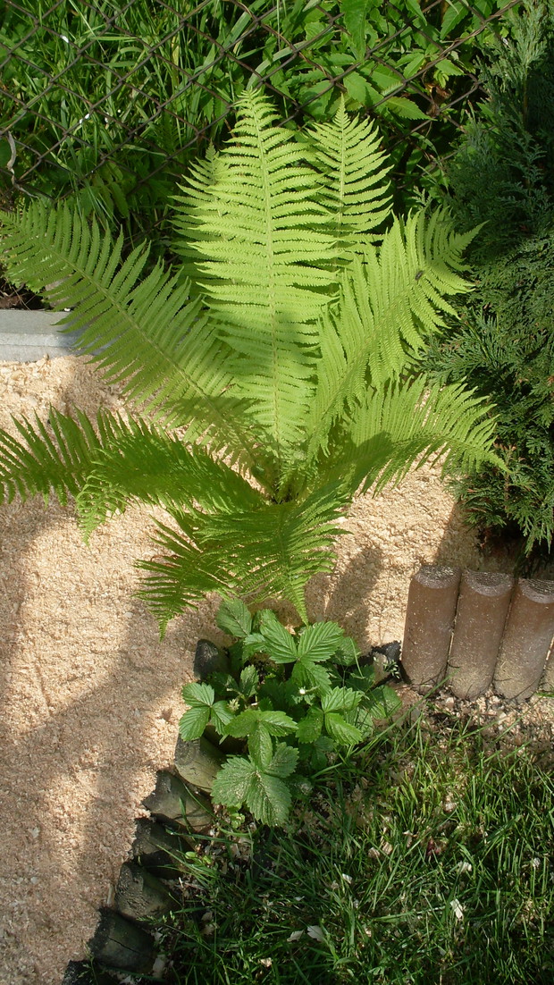 Paproć odmiana Wetica samicza (łac.Pteridophyta)   a obok niej uchowała się  poziomka pospolita (łac.Fragaria vesca)