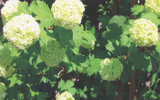 Pielęgnacja kaliny koralowej 'Roseum' polega na usuwaniu przekwitniętych pędów. Ta odmiana nie zawiązuje owoców.