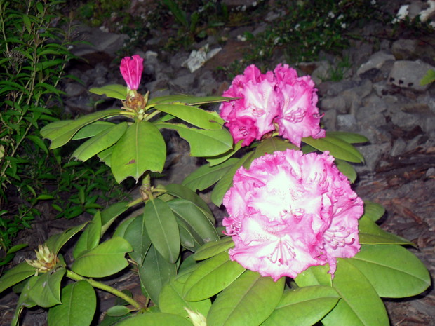 pierwszy raz zakwitła niestety coś ją gryzło