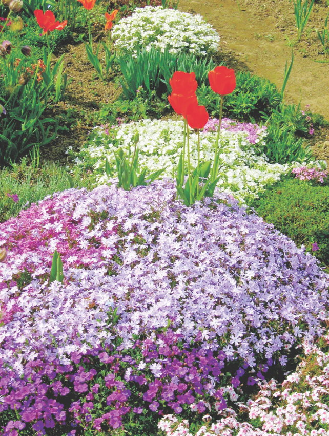 Płożące się floksy tworzą na rabatach piękne, barwne kobierce.