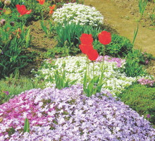 Płożące się floksy tworzą na rabatach piękne, barwne kobierce.