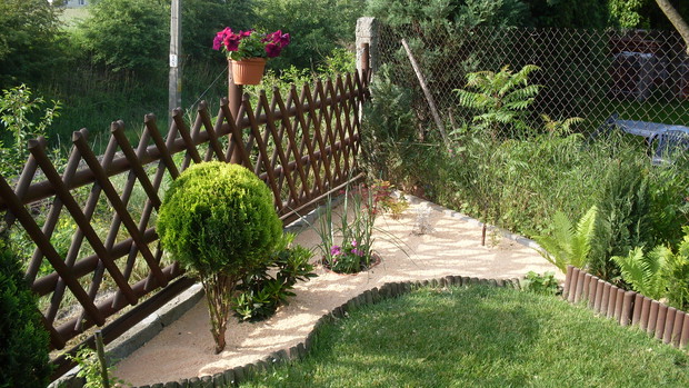 Po lewo przycięty w kulę żywotnik zachodni Mirjam